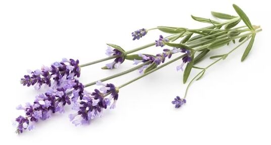 Fungent contiene aceite de lavanda