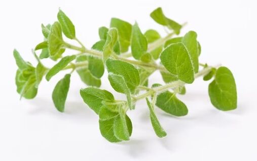 Fungent contiene aceite de orégano
