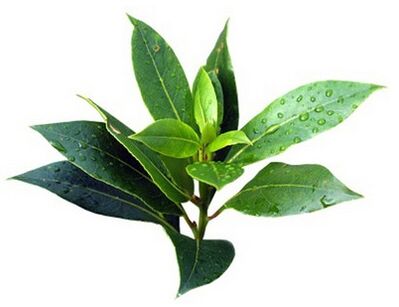 Fungent contiene aceite de árbol de té