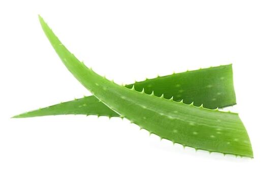 Fungent contiene aloe vera
